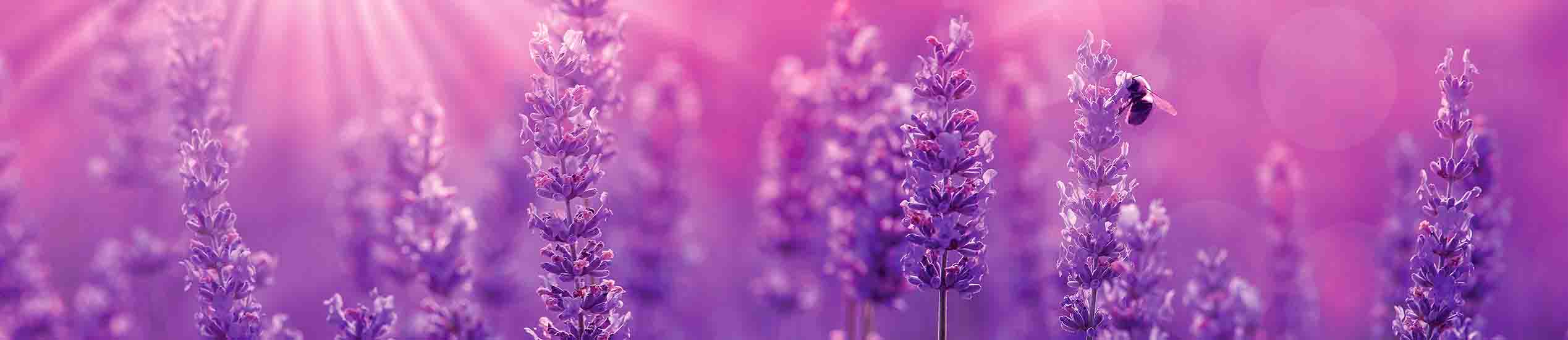 Панель SP 156  2800 х 610 х 6 / Albico